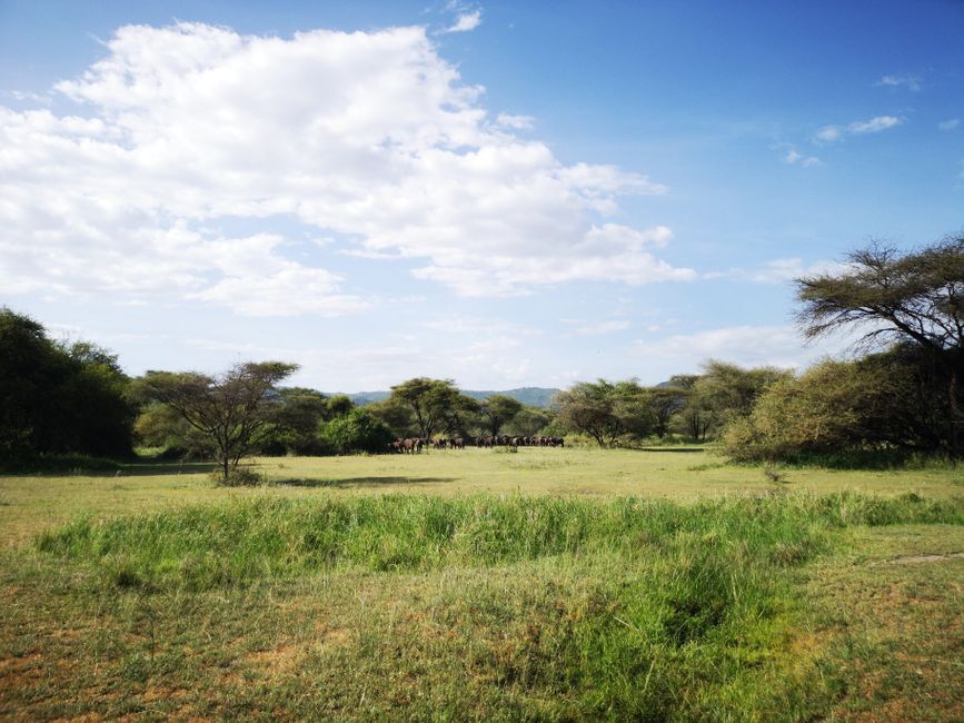 Massai-Dorf & Lake Manyara Nationalpark