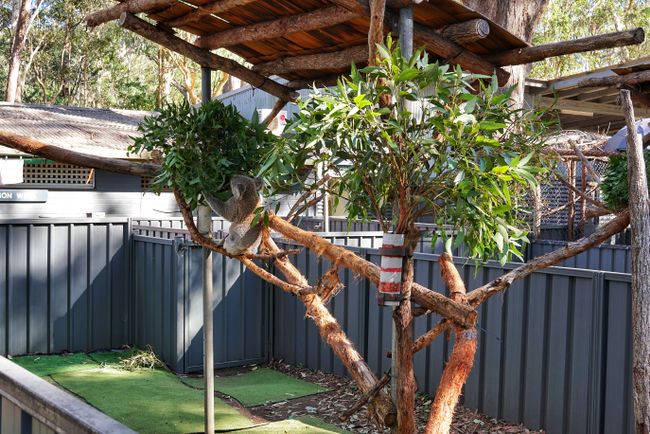Ein neues Heim für einen blinden, einbeinigen Koala