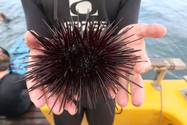 We tried raw sea urchins.