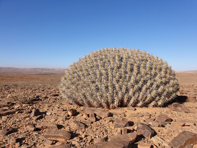 Wahnsinns Kaktus