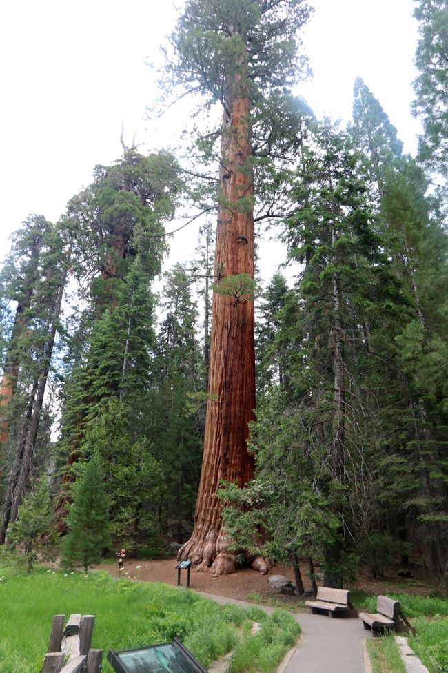 Gigas conventus in Sequoia et Regum Canyon NP / California