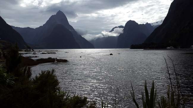 Milford Sound - still impressive even with clouds