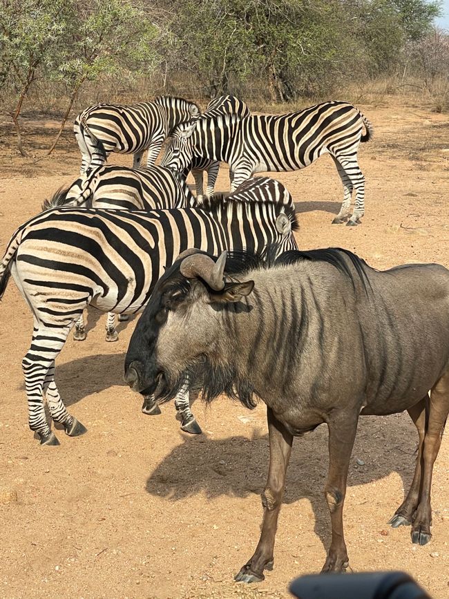 Wildebeest and Zebras