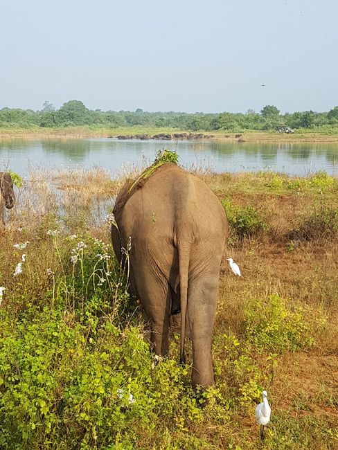 Udawalawe National Park - Sri Lanka