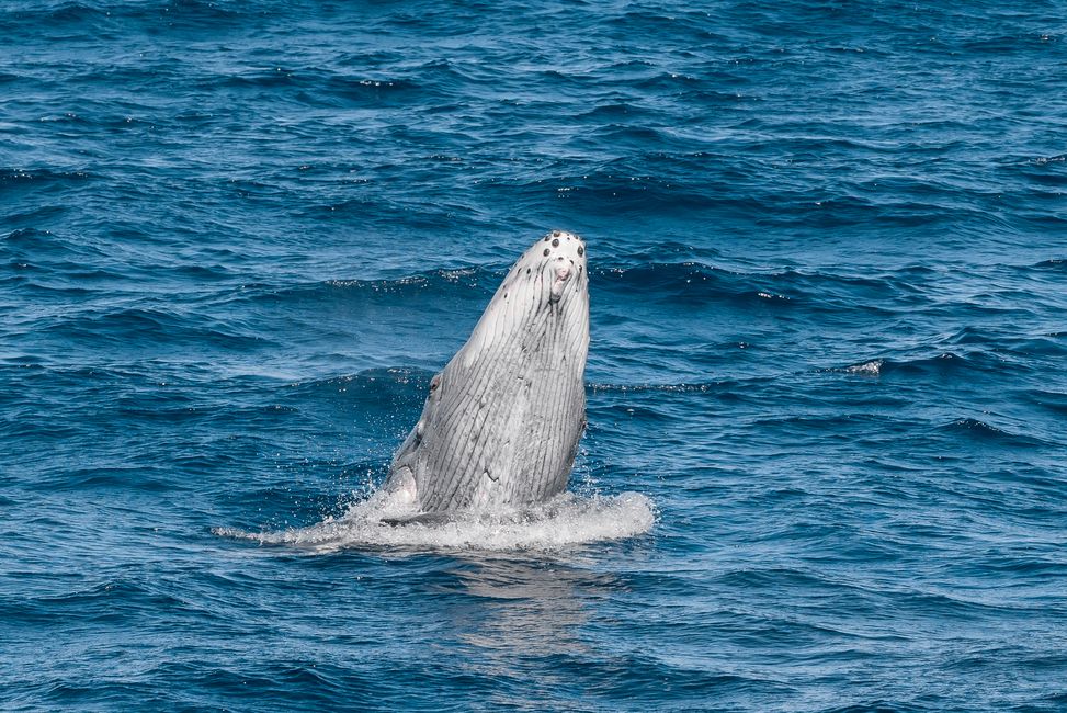 August 1st, 2023 – Humpback whales, manta rays and turtles in Ningaloo Reef