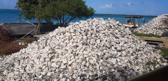 Huge piles of shells