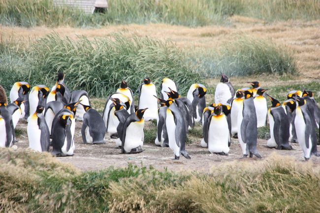Königspinguine – die wahren Pinguine