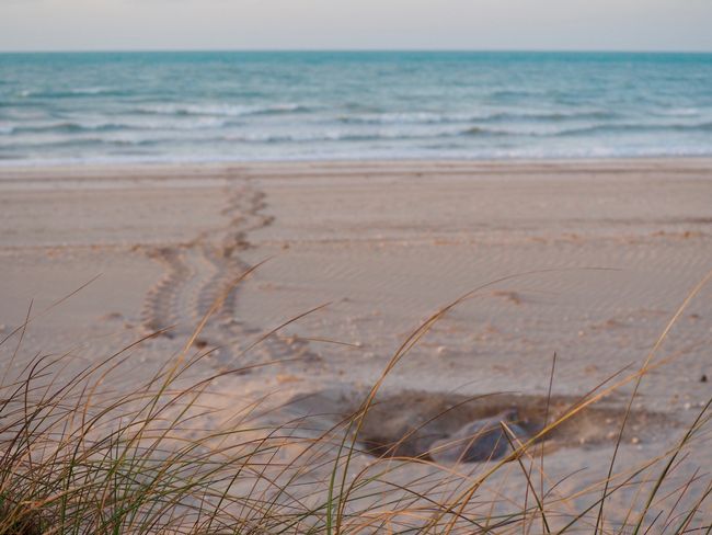 turtle tracks like tank tracks all over the beach everywhere