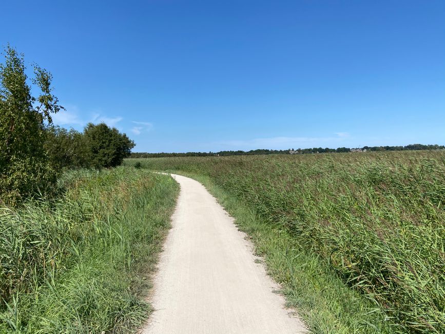 Der Weg zwischen dem Schilf