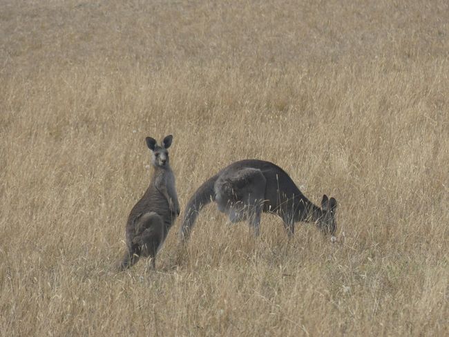 Kangaroos auf dem Heimweg