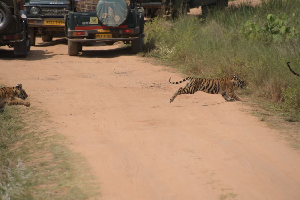 India - Madhya Pradesh - Kanha NP - Tiger Cubs
