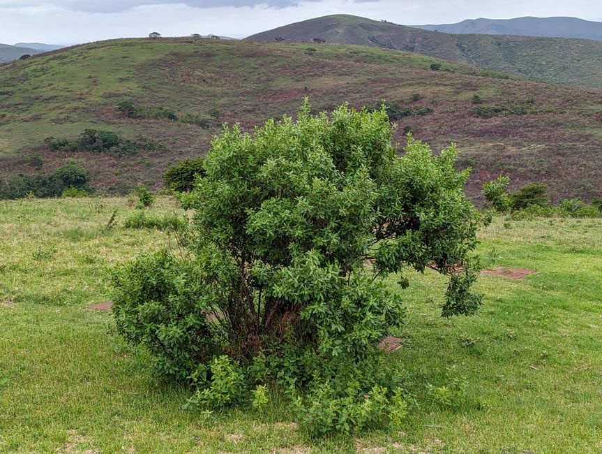 Hluhluwe-Imfolozi-Nationalparks