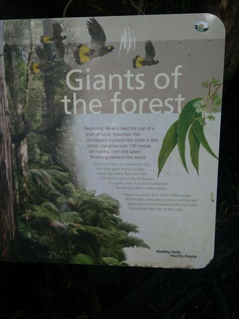 Giants of the forest