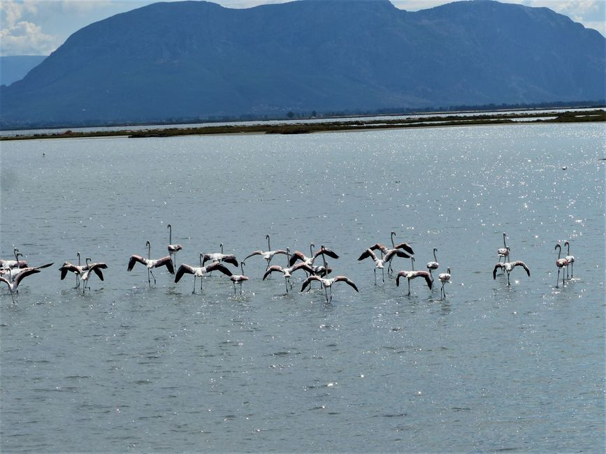 Auf Wiedersehen Pelopones und Flamingos