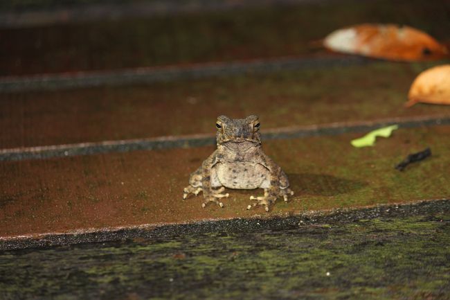 little frog on pathway