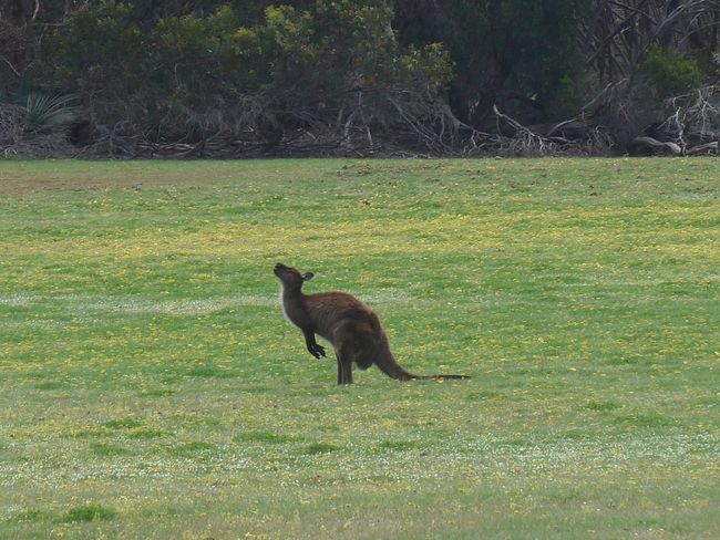 Kangaroo Island - Kängurus und Koalas (Australien Teil 10)