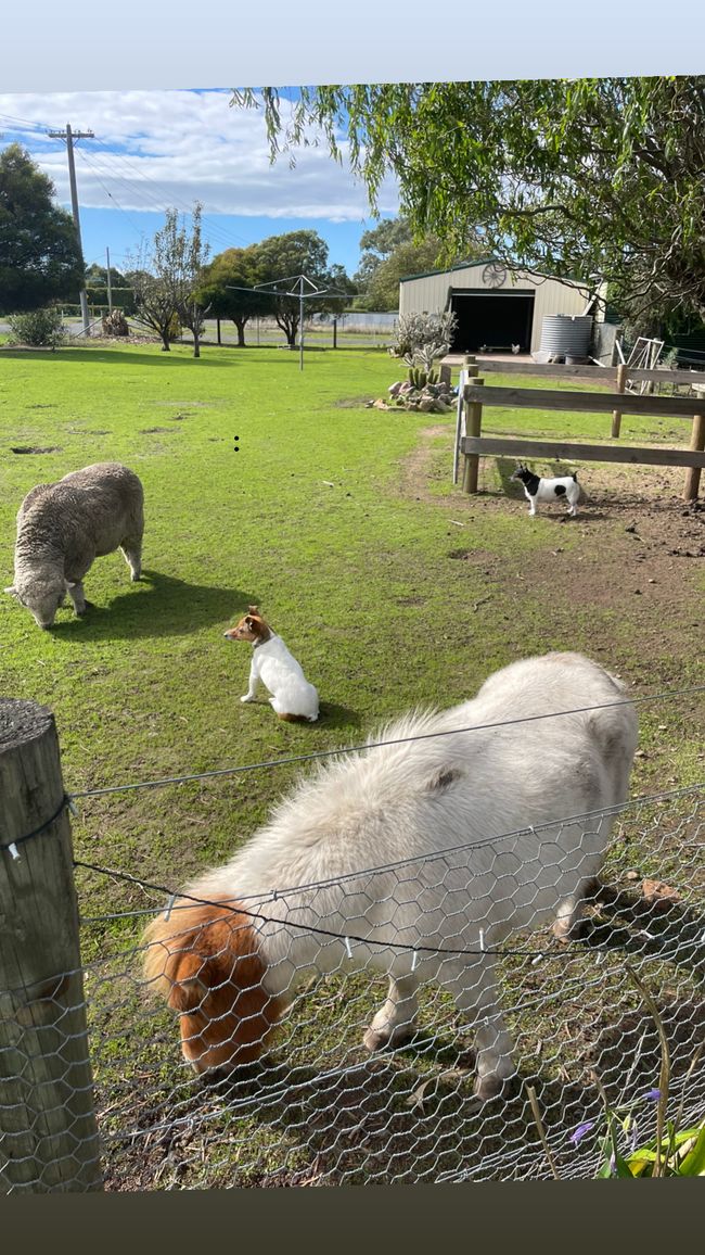 A sheep, a chicken, and a Shetland pony