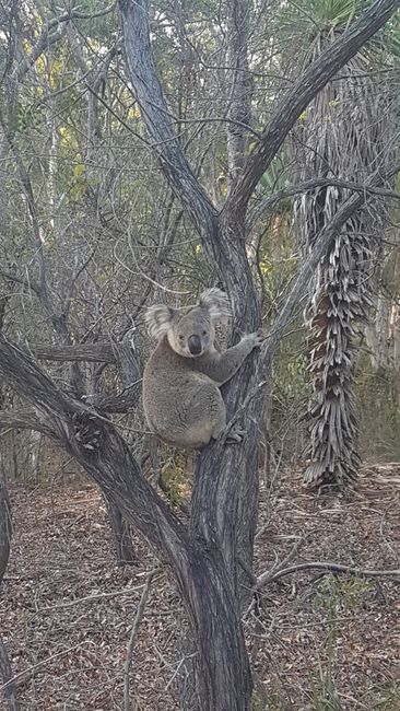 When we went to another beach, we found another koala.