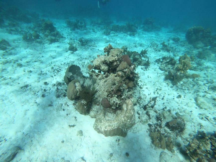 Korallen in Punta Perdiz