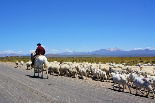 Mapuche mit seiner Herde