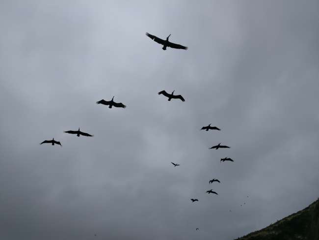 Vögel auf Ballestas Island 2