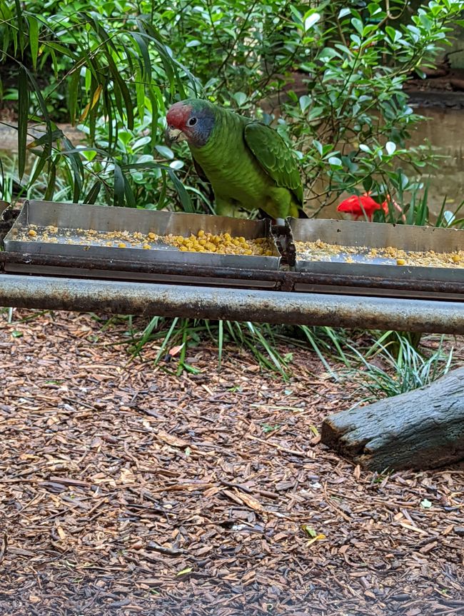 07.06.2022 - Vogelpark und Wasserfälle
