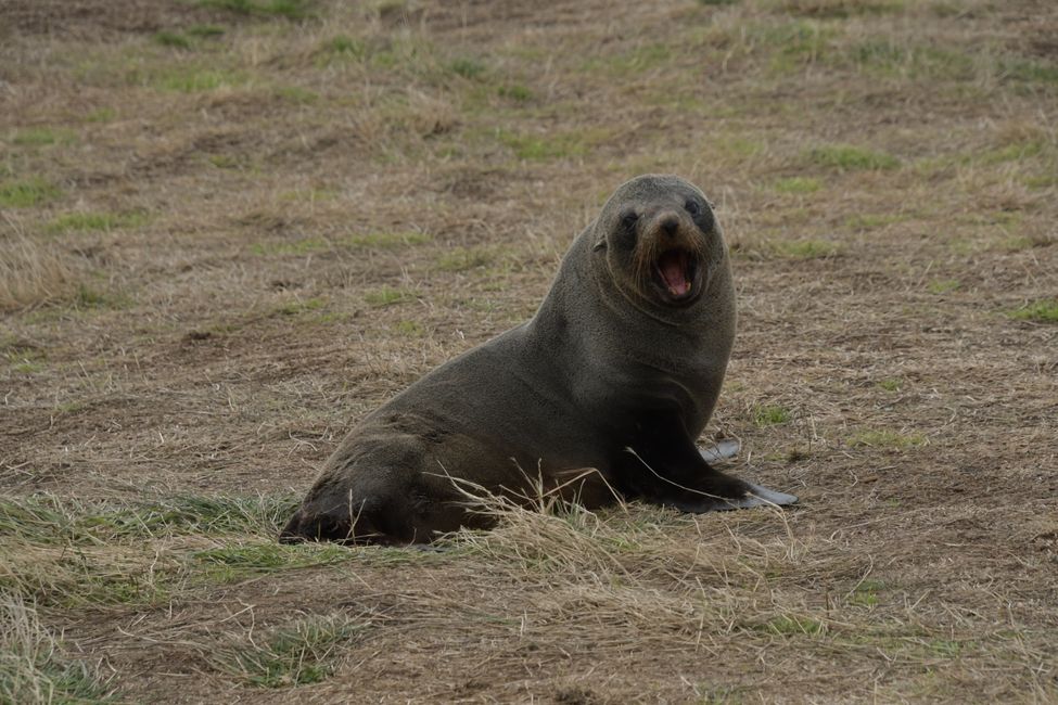 Moeraki - Katiki Point - Sea lion
