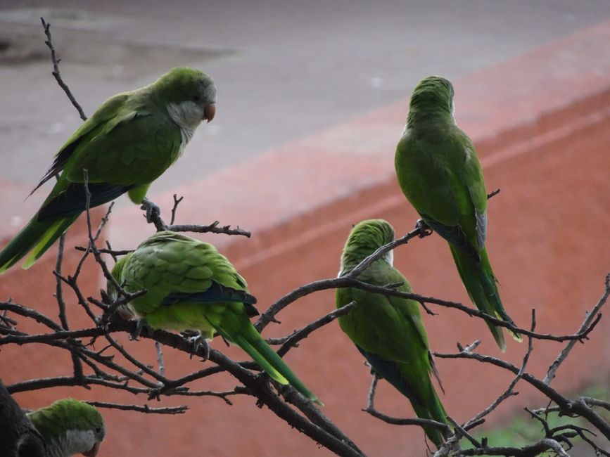 Papageien im Parque Lenzama