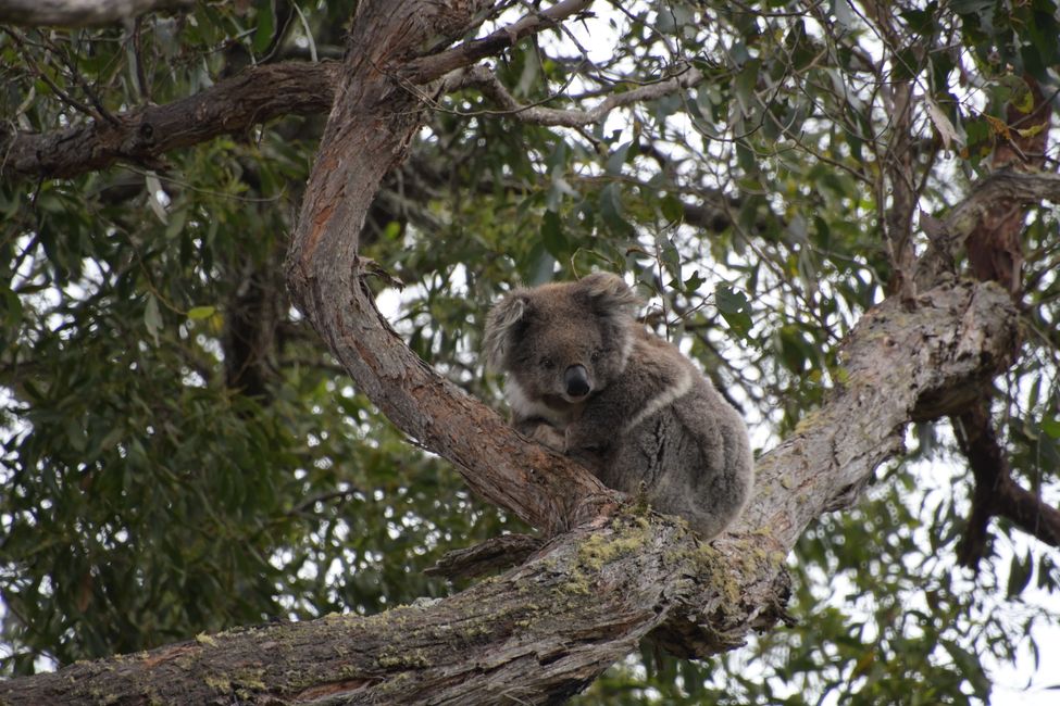 Australia - Victoria - Glenelg NP - Koala