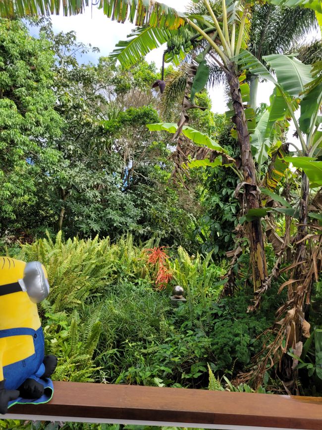 Stuart discovered banana plant