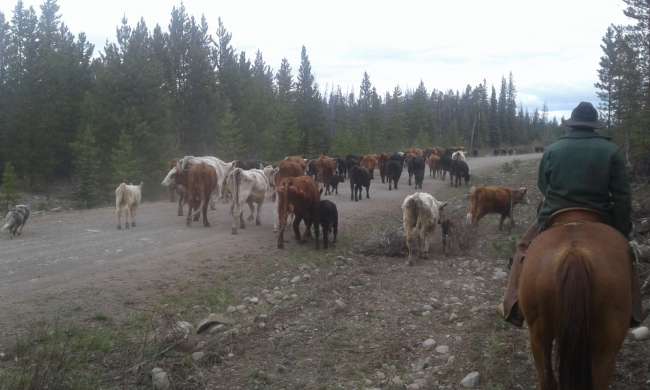 Cattle Drive und Bärenjagd