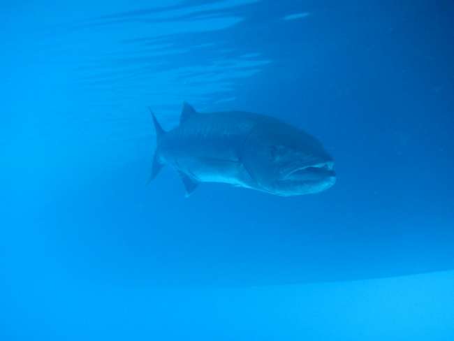Great Barracuda