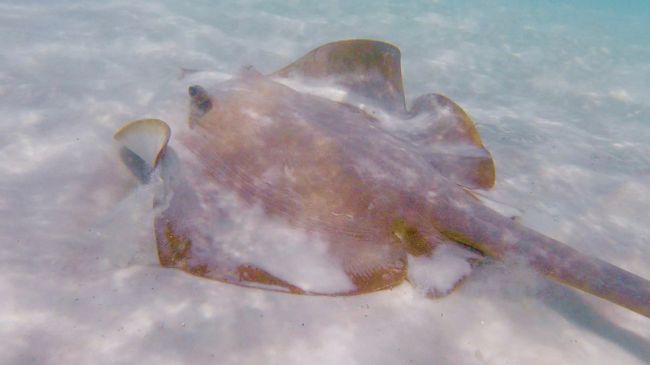 ... chasing numerous stingrays in the shallow water