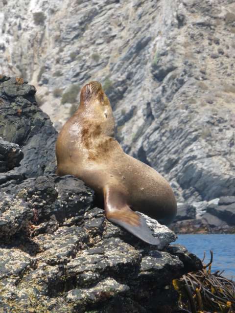 Sea lion - relax and enjoy