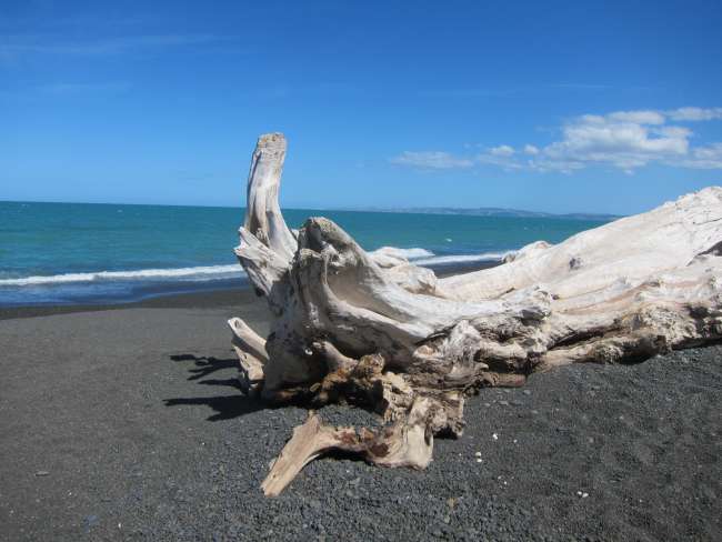The North Island ....... Day 8