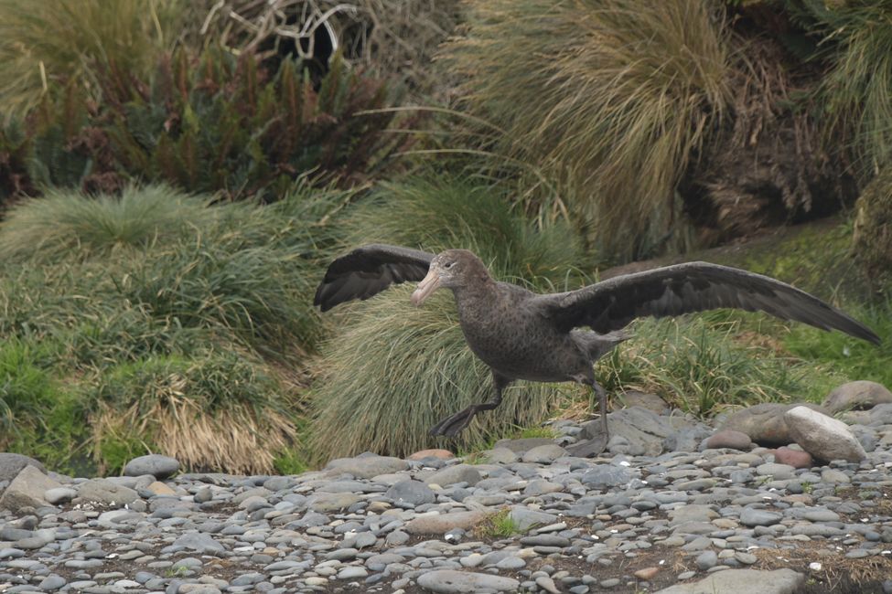 Campbell Islands - Wandering Albatross