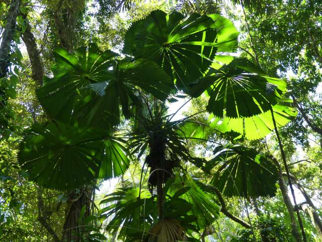 Eine Fan Palm - die Blätter können einen Durchmesser bis zu 2m haben!