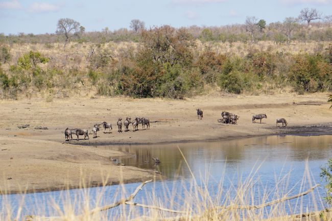 Zurück aus dem Busch - der Kruger Nationalpark