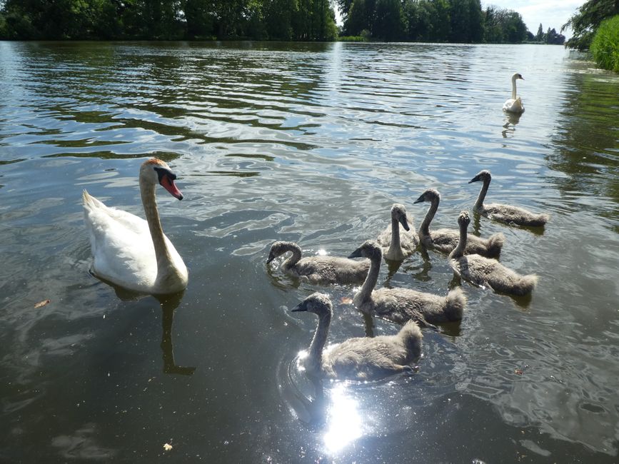 Schwanenfamilie auf dem Wörlitzer See