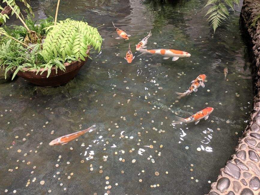 Koi ponds at the airport