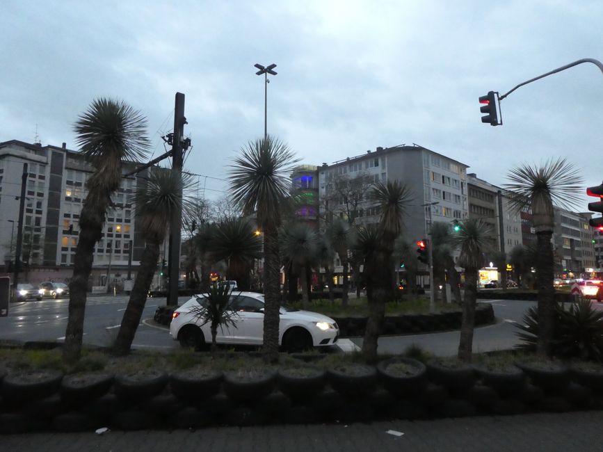 Palms in Düsseldorf