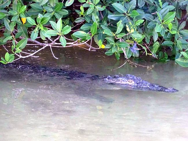 Krokodil an der Brücke Boca Paila
