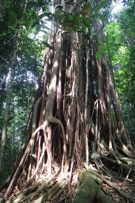 Bukit Lawang - Gunung Leuser Nationalpark - Sumatra