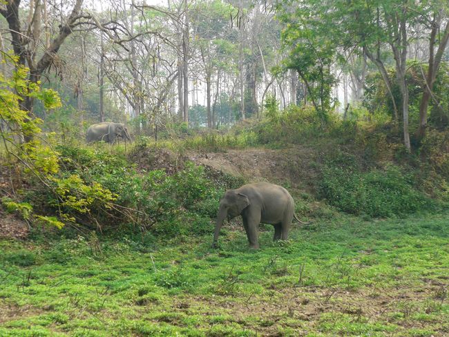 Elephant Valley - visiting the elephants (Thailand Part 12)