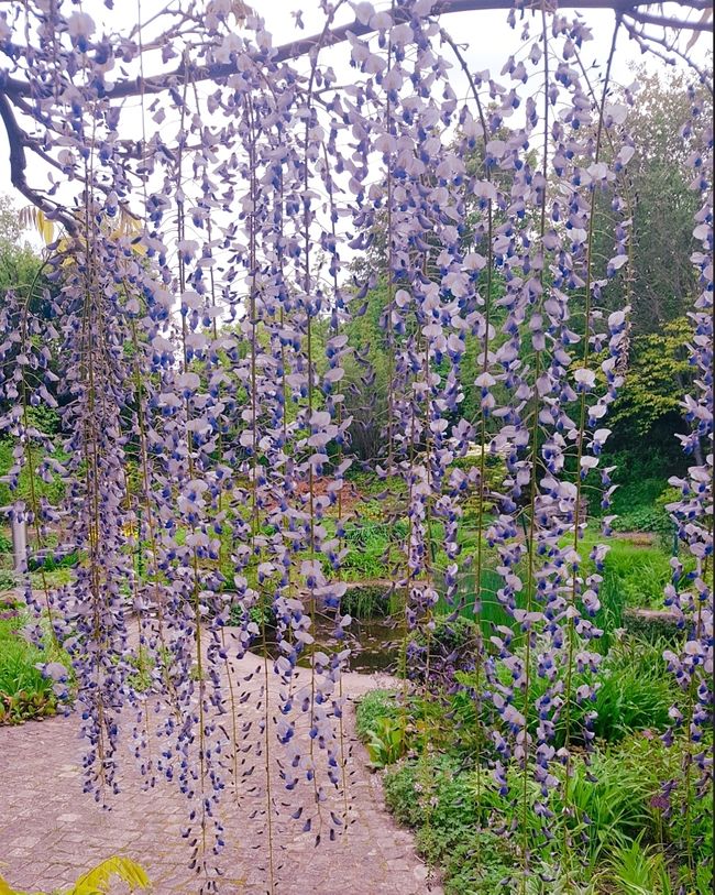 Park of the Senses - wisteria