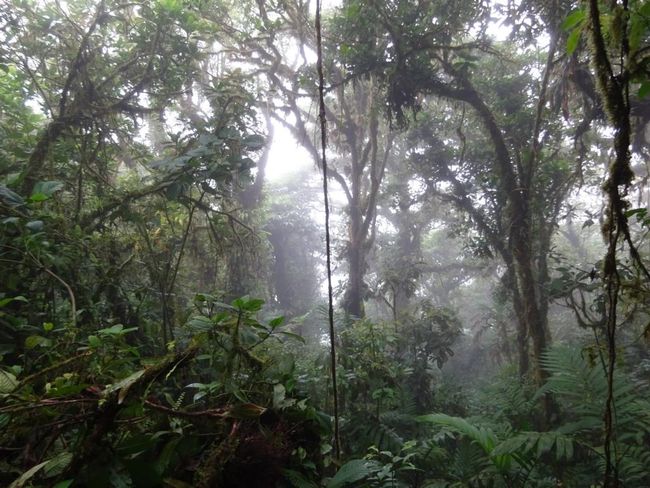 Nationalpark Monteverde