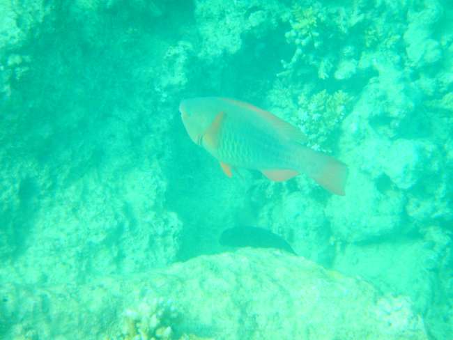 Cairns & Great Barrier Reef