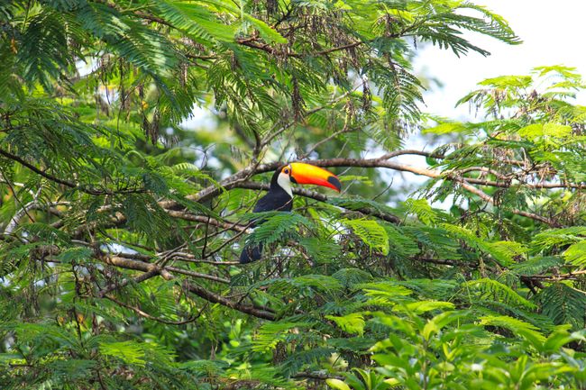 One of the wild toucans that occasionally visits the two rehabilitation toucans