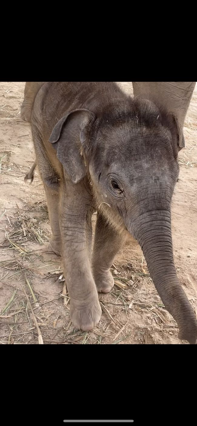 Zweiter Tag Chiang Mai - Elefantenpark