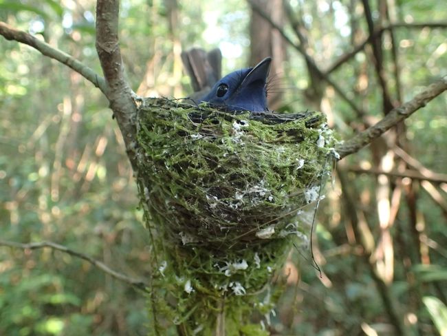 Bird in a nest